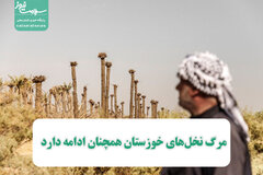 مرگ نخل‌های خوزستان همچنان ادامه دارد