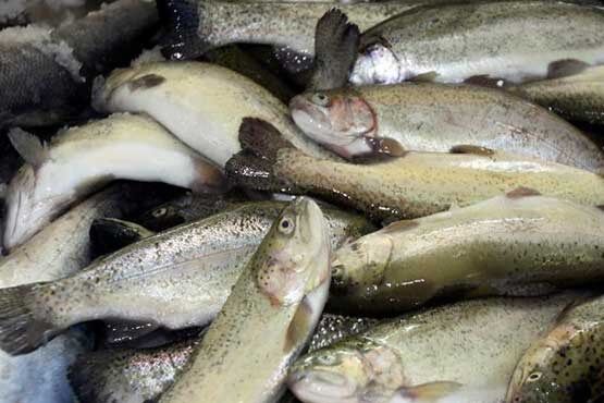 کدام ماهی‌ها خطر ابتلا به سرطان را کاهش می‌دهند؟