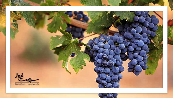 از خواص بی نظیر انگور یاقوتی چه میدانید؟ از خواص بی نظیر انگور یاقوتی چه میدانید؟