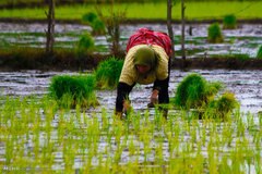 بررسی خطرات آرسنیک در برنج/ وضعیت میزان سمی بودن
