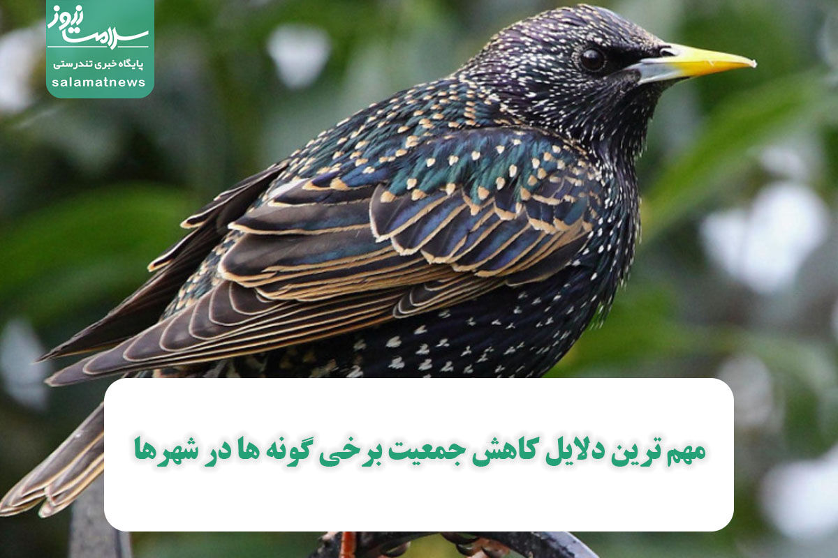 مهم ترین دلایل کاهش جمعیت برخی گونه ها در شهرها مهم ترین دلایل کاهش جمعیت برخی گونه ها در شهرها