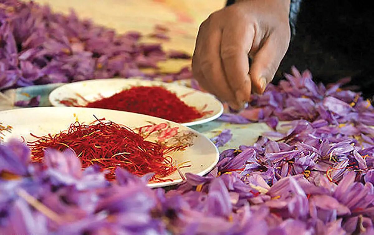 ریشه بهار نارنج را به جای زعفران نخرید ریشه بهار نارنج را به جای زعفران نخرید