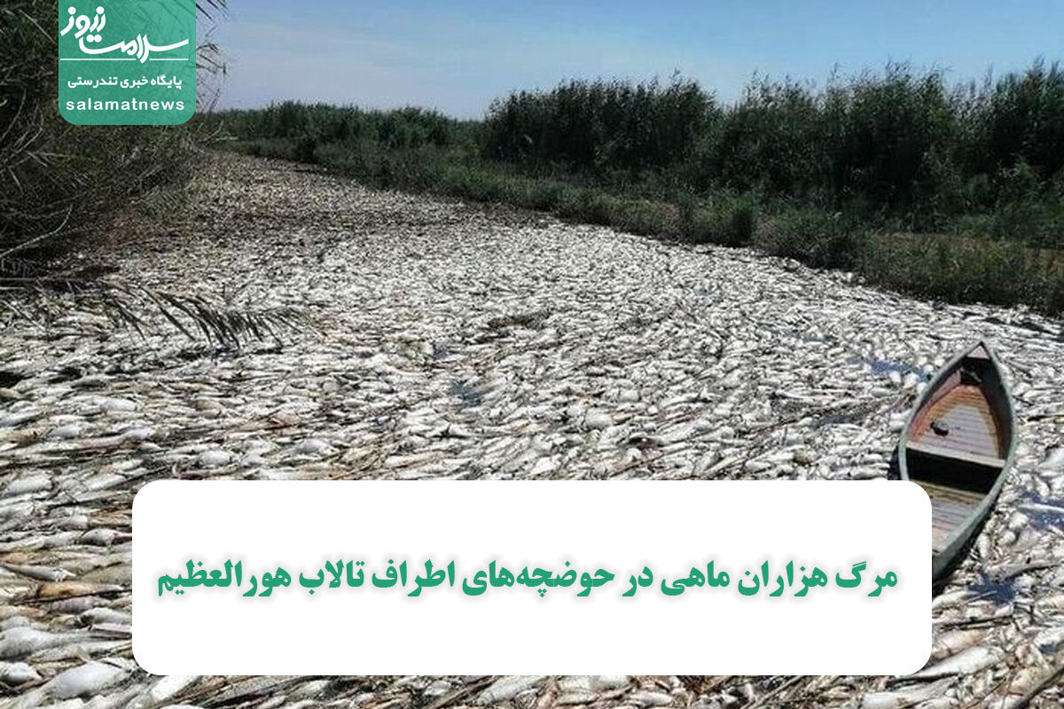 مرگ هزاران ماهی در حوضچههای اطراف تالاب هورالعظیم مرگ هزاران ماهی در حوضچههای اطراف تالاب هورالعظیم