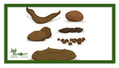 پیوند مدفوع؛ درمان جدید افسردگی؟