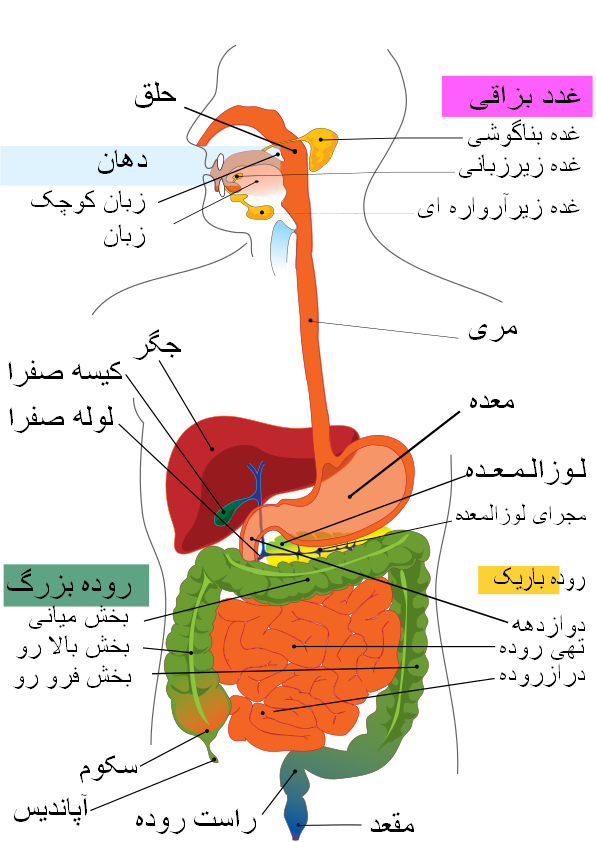 دستگاه گوارش انسان