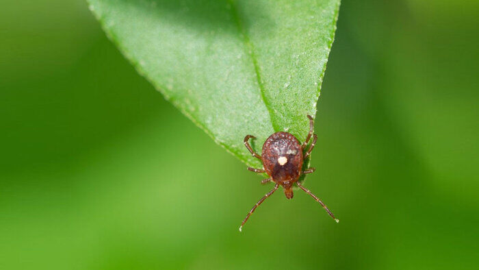 راهکار نانویی برای درمان نیش کنه تگزاسی و رفع آلرژی گوشت قرمز راهکار نانویی برای درمان نیش کنه تگزاسی و رفع آلرژی گوشت قرمز