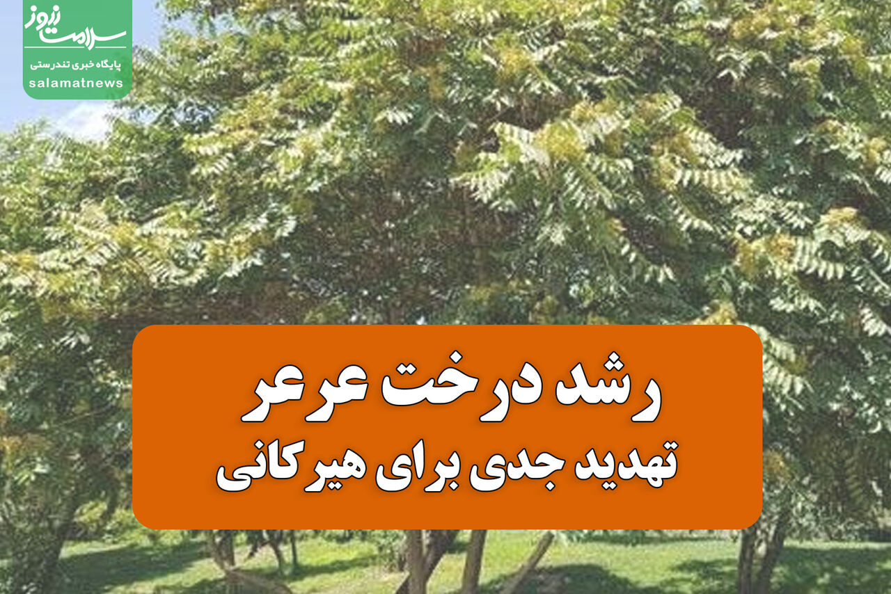 رشد درخت عرعر تهدید جدی برای هیرکانی/ مسوولان سازمان منابع طبیعی در اوج بی عملی