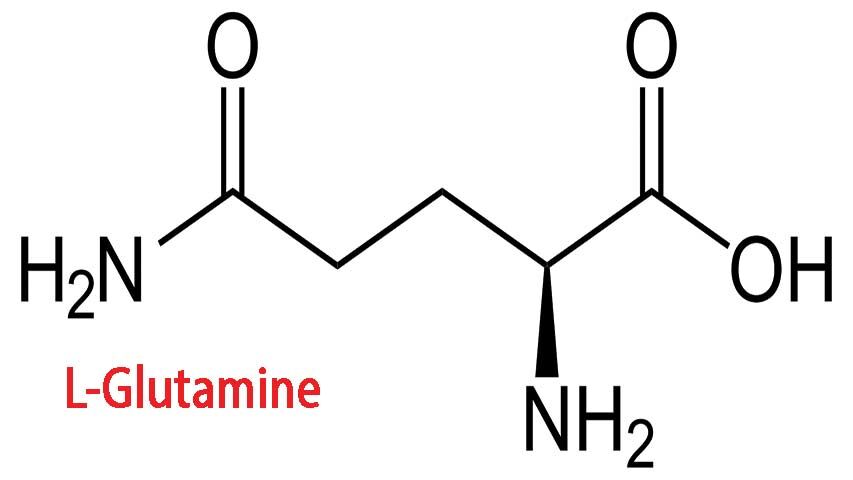 گلوتامین چیست و حقایق علمی در مورد آن