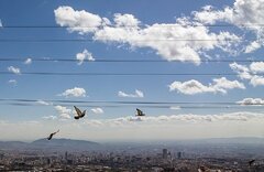 تهران در آستانه خنک شدن؛ باد و گرد و خاک در راه است
