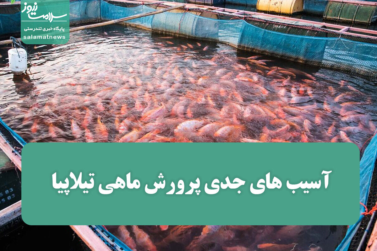 آسیب های جدی پرورش ماهی تیلاپیا برای محیط زیست