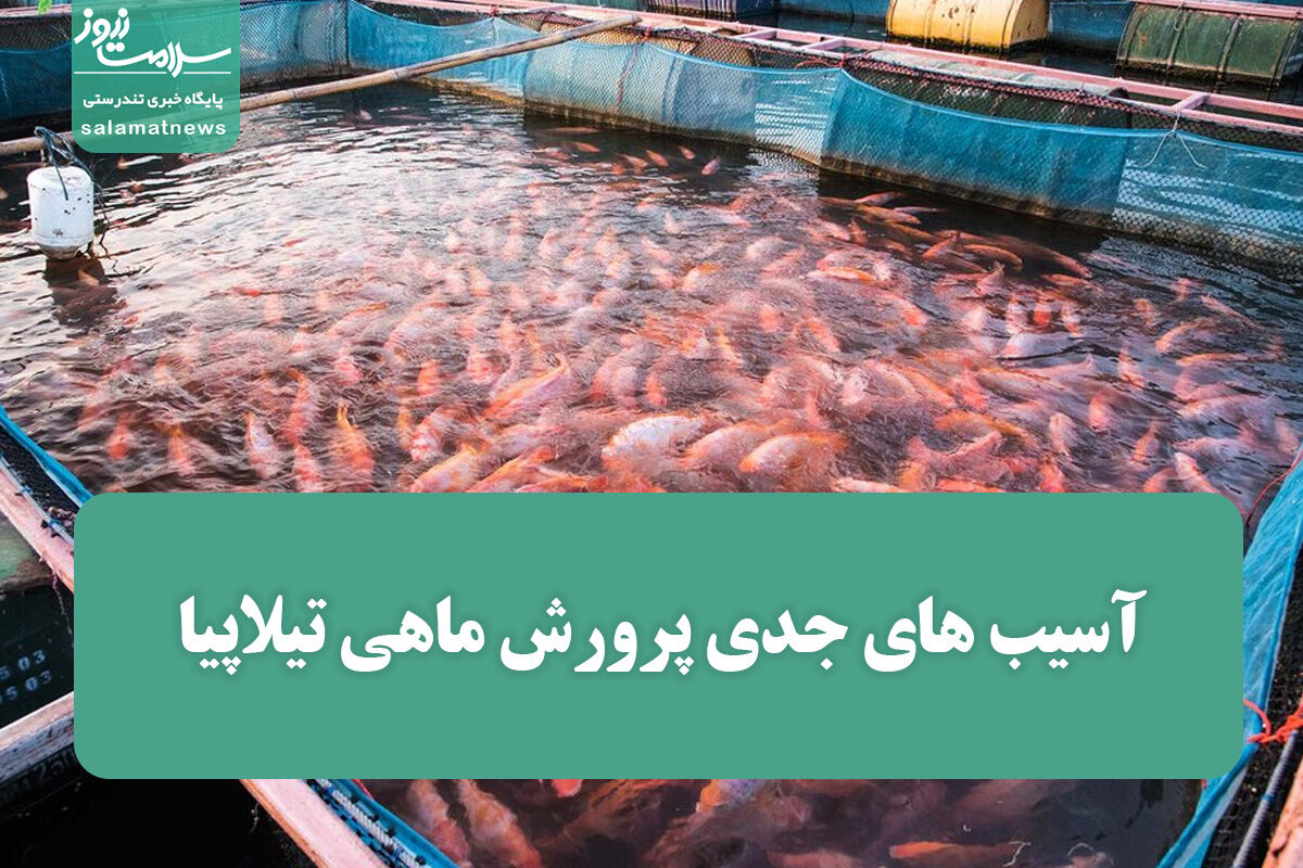 آسیب های جدی پرورش ماهی تیلاپیا برای محیط زیست آسیب های جدی پرورش ماهی تیلاپیا برای محیط زیست