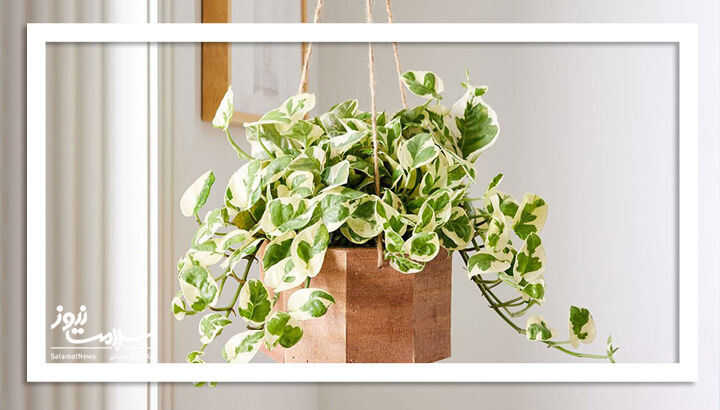 بهترین زمان تعویض گلدان گیاهان بهترین زمان تعویض گلدان گیاهان