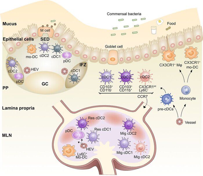 کشف ویژگی ضدتومور آنتیژنهای غذایی: پروتئینهای شیر در مهار تومورها مؤثرند