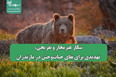 شکار غیرمجاز و تفریحی، تهدیدی برای بقای حیات‌وحش در مازندران