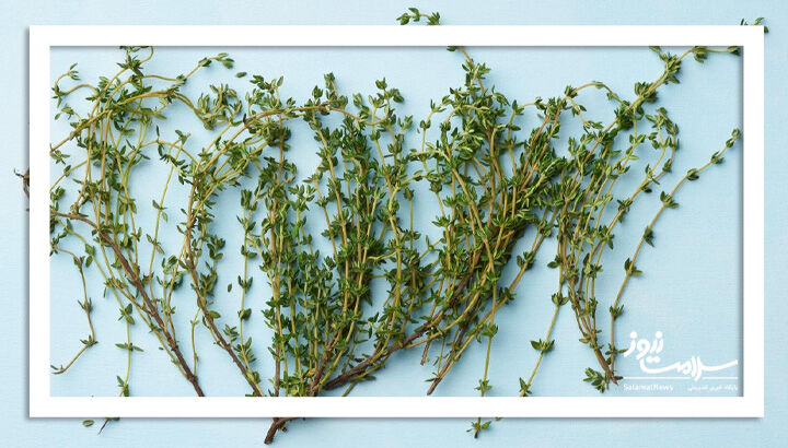 آویشن؛ داروی گیاهی برای رودل، نفخ و آروغ بدبو آویشن؛ داروی گیاهی برای رودل، نفخ و آروغ بدبو