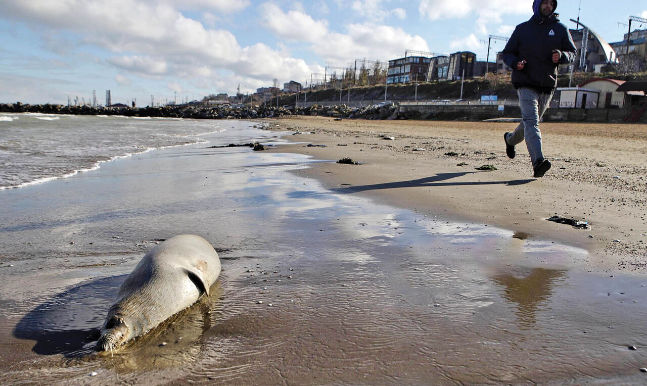 از بین رفتن فوک ها اکوسیستم خزر را با بحران مواجه میکند از بین رفتن فوک ها اکوسیستم خزر را با بحران مواجه میکند