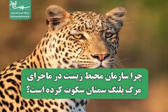 چرا سازمان محیط زیست در ماجرای مرگ پلنگ سمنان سکوت کرده است؟