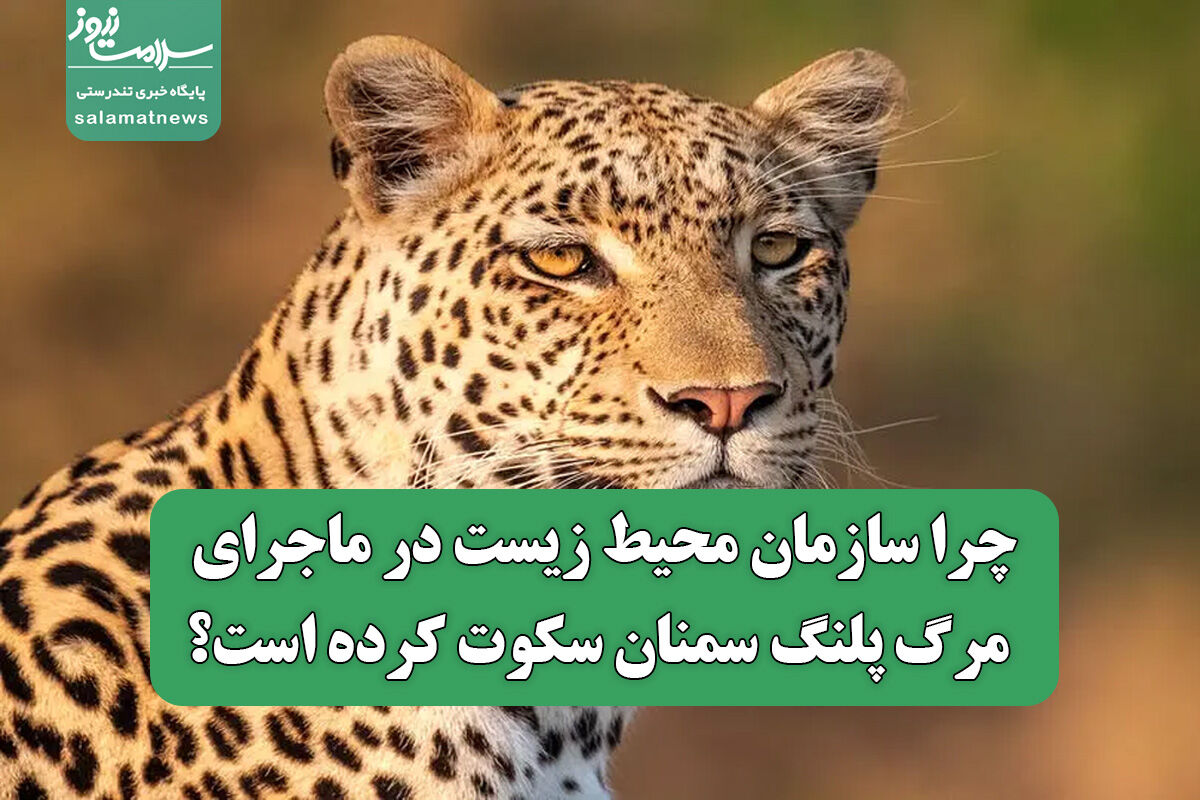 چرا سازمان محیط زیست در ماجرای مرگ پلنگ سمنان سکوت کرده است؟