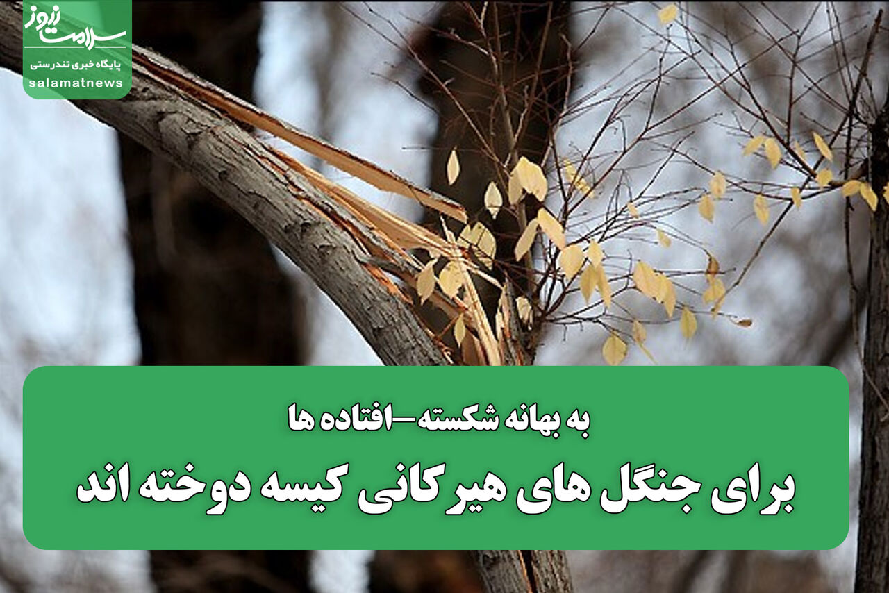 به بهانه شکسته-افتاده برای جنگل های هیرکانی کیسه دوخته اند به بهانه شکسته-افتاده برای جنگل های هیرکانی کیسه دوخته اند