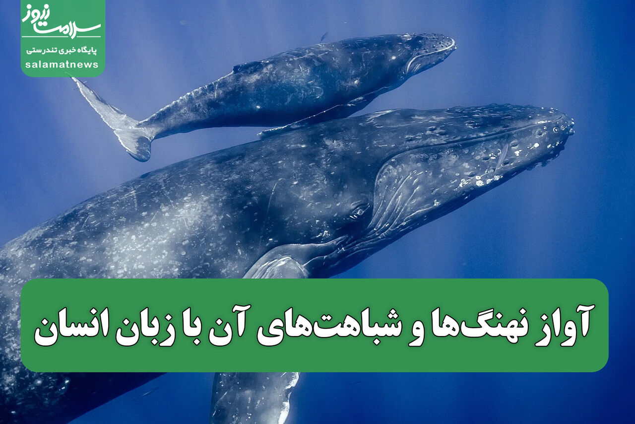  آواز نهنگ‌ها و شباهت‌های آن با زبان انسان