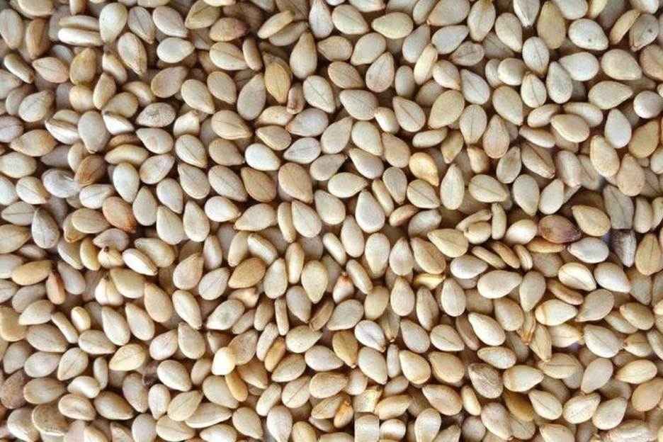 کنجدی که میخورید سالم است؟ این نکات را حتما بدانید!