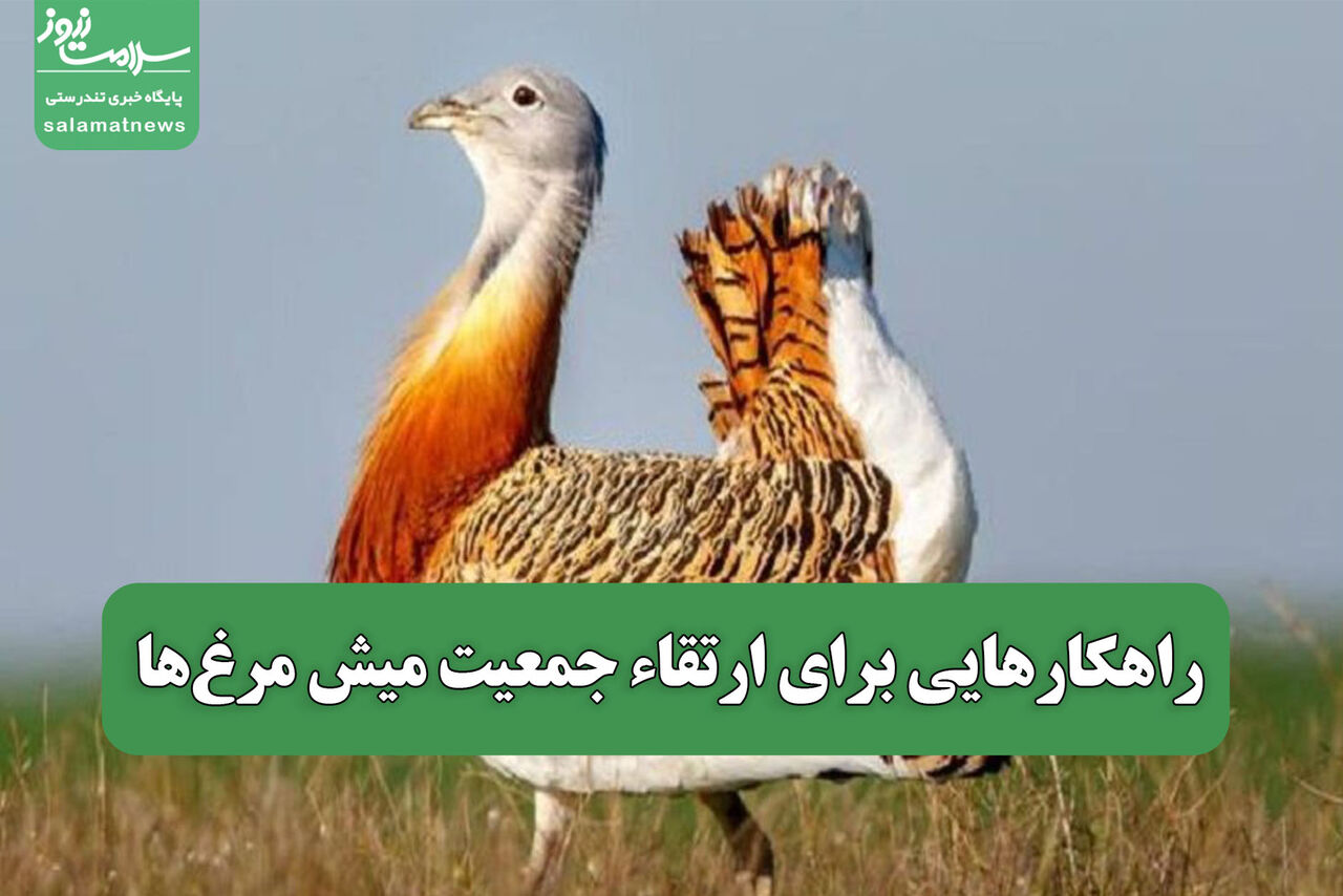 راهکارهایی برای ارتقاء جمعیت میش مرغ‌ها