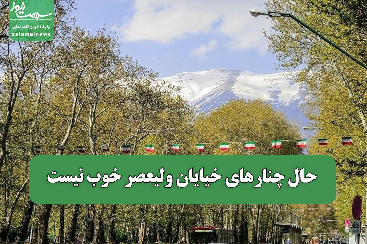 حال چنارهای خیایان ولیعصر خوب نیست حال چنارهای خیایان ولیعصر خوب نیست