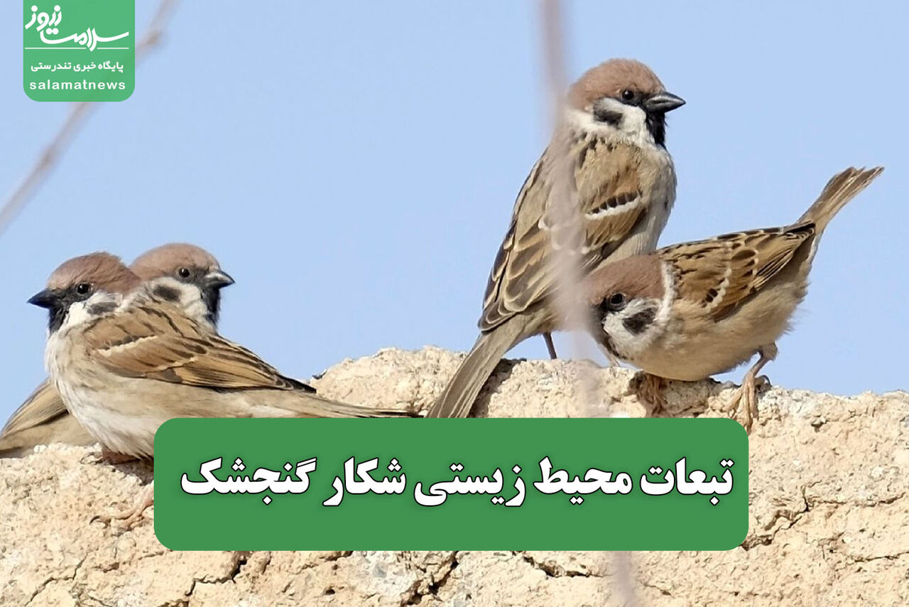 تبعات محیط زیستی شکار گنجشک 