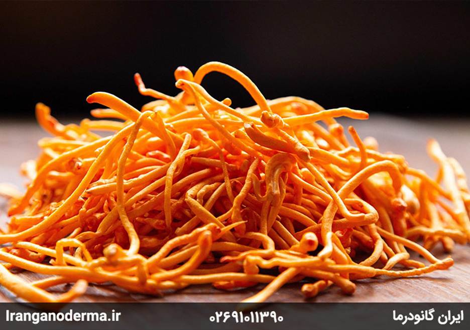 معرفی قارچ های دارویی و خواص آن ها برای بدن