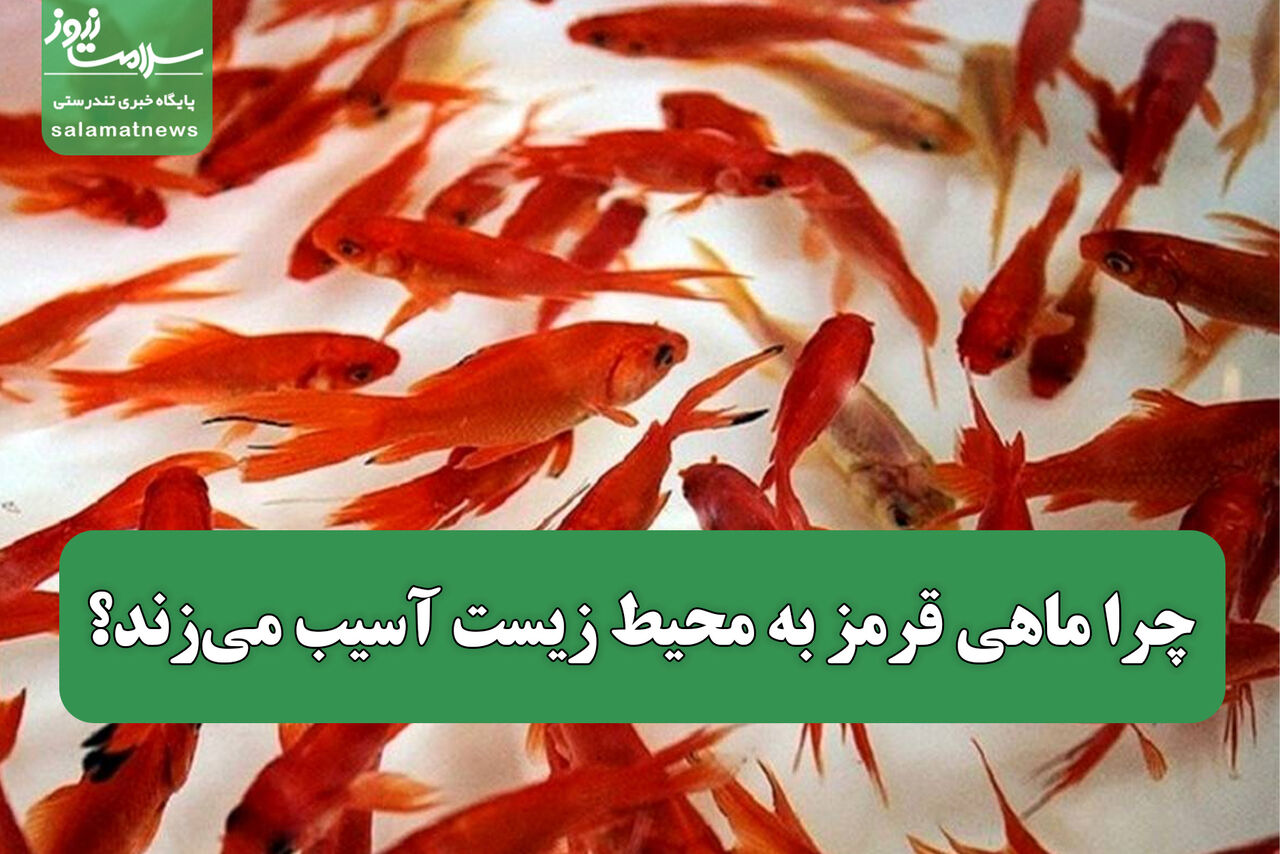 چرا ماهی قرمز به محیط زیست آسیب میزند؟ چرا ماهی قرمز به محیط زیست آسیب میزند؟