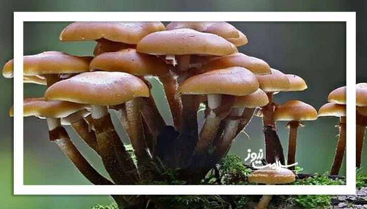 قارچهای سمی: زیبایی خطرناک طبیعت در پاییز و زمستان قارچهای سمی: زیبایی خطرناک طبیعت در پاییز و زمستان