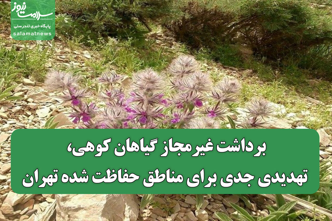 برداشت غیرمجاز گیاهان کوهی، تهدیدی جدی برای مناطق حفاظت شده تهران برداشت غیرمجاز گیاهان کوهی، تهدیدی جدی برای مناطق حفاظت شده تهران