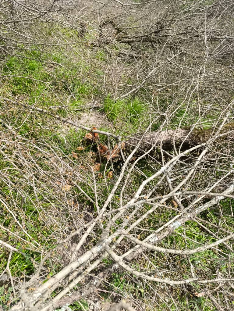 درختان پارک ملی گلستان را با رای اجرای احکام گالیکش سربریدند