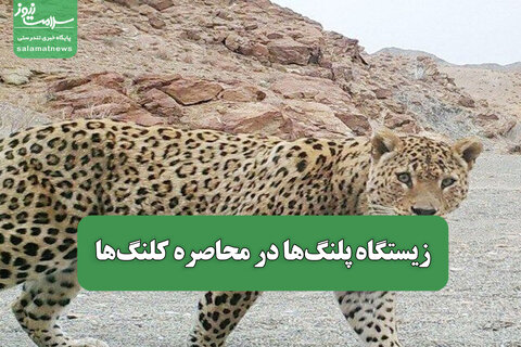 زیستگاه پلنگ‌ها در محاصره کلنگ‌ها
