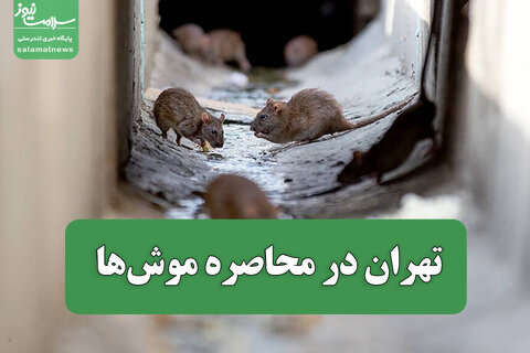 تهران در محاصره موش‌ها