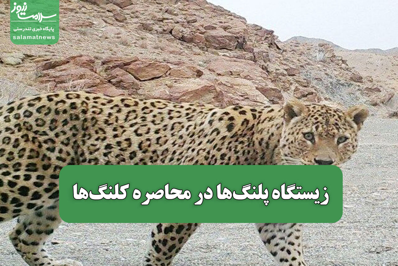 زیستگاه پلنگها در محاصره کلنگها زیستگاه پلنگها در محاصره کلنگها