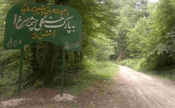 قطع ده ها اصله درخت هیرکانی در "پارک جنگلی سِرخ اُ" بهشهر