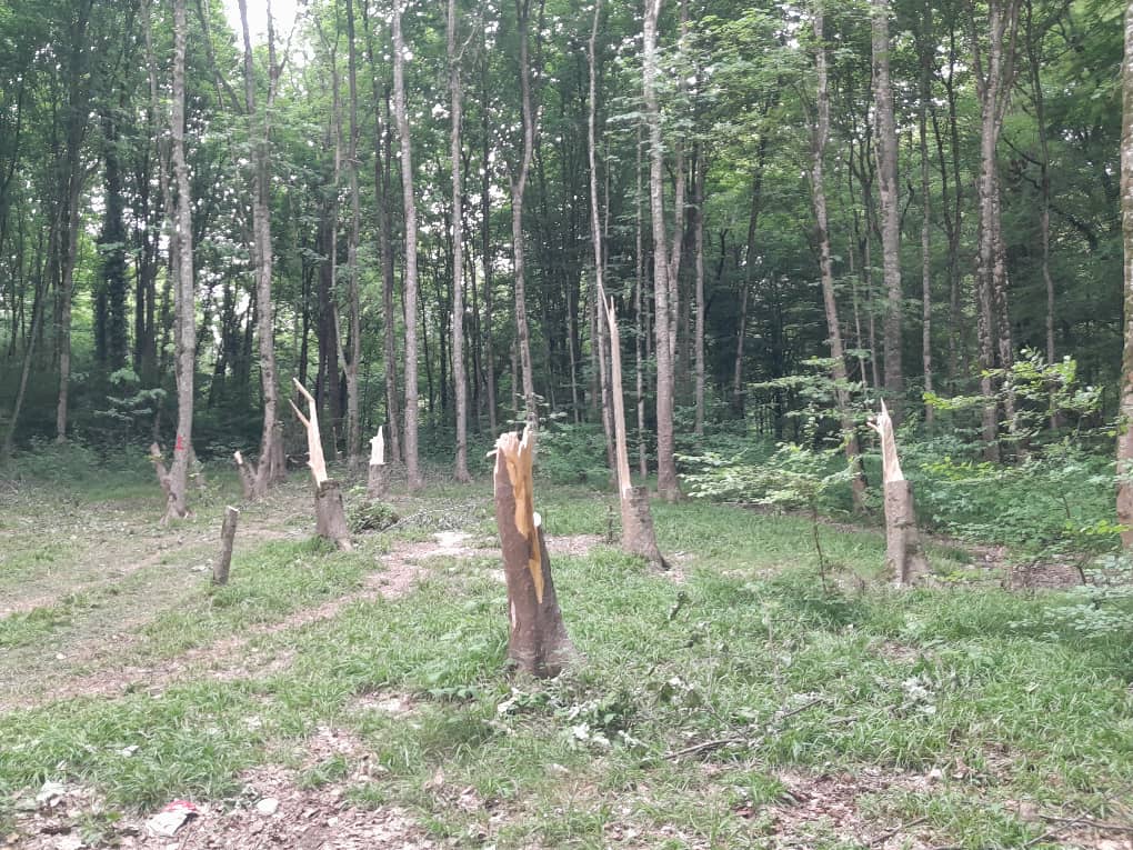 قطع ده ها اصله درخت هیرکانی در "پارک جنگلی سِرخ اُ" بهشهر