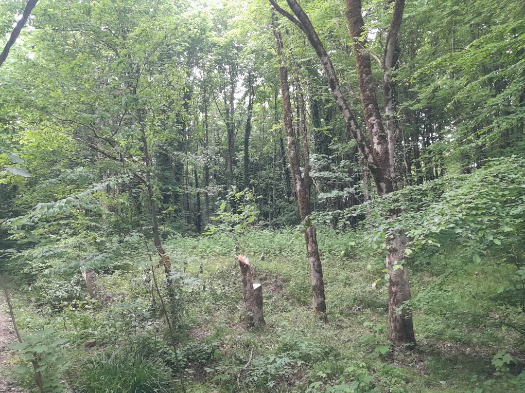 قطع ده ها اصله درخت هیرکانی در "پارک جنگلی سِرخ اُ" بهشهر