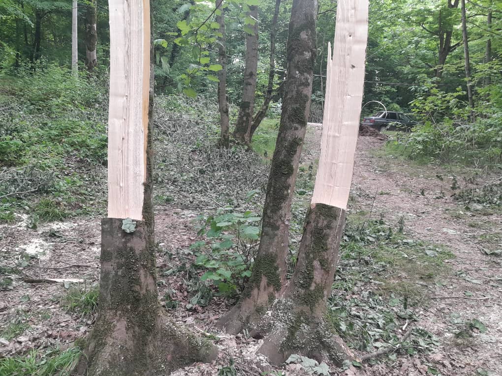 قطع ده ها اصله درخت هیرکانی در "پارک جنگلی سِرخ اُ" بهشهر