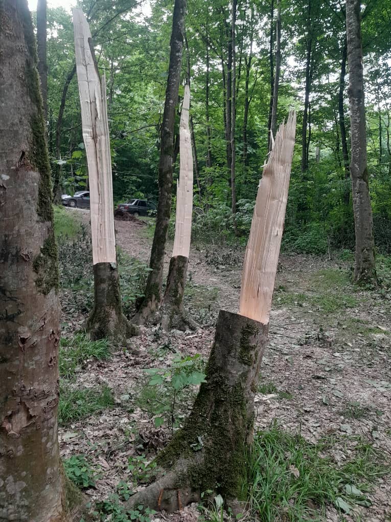 قطع ده ها اصله درخت هیرکانی در "پارک جنگلی سِرخ اُ" بهشهر