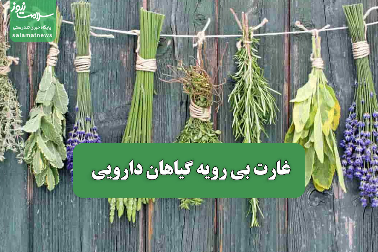 غارت بی رویه گیاهان دارویی