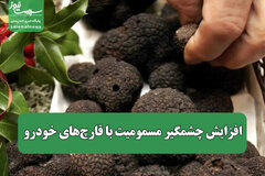 افزایش چشمگیر مسمومیت با قارچ‌های خودرو