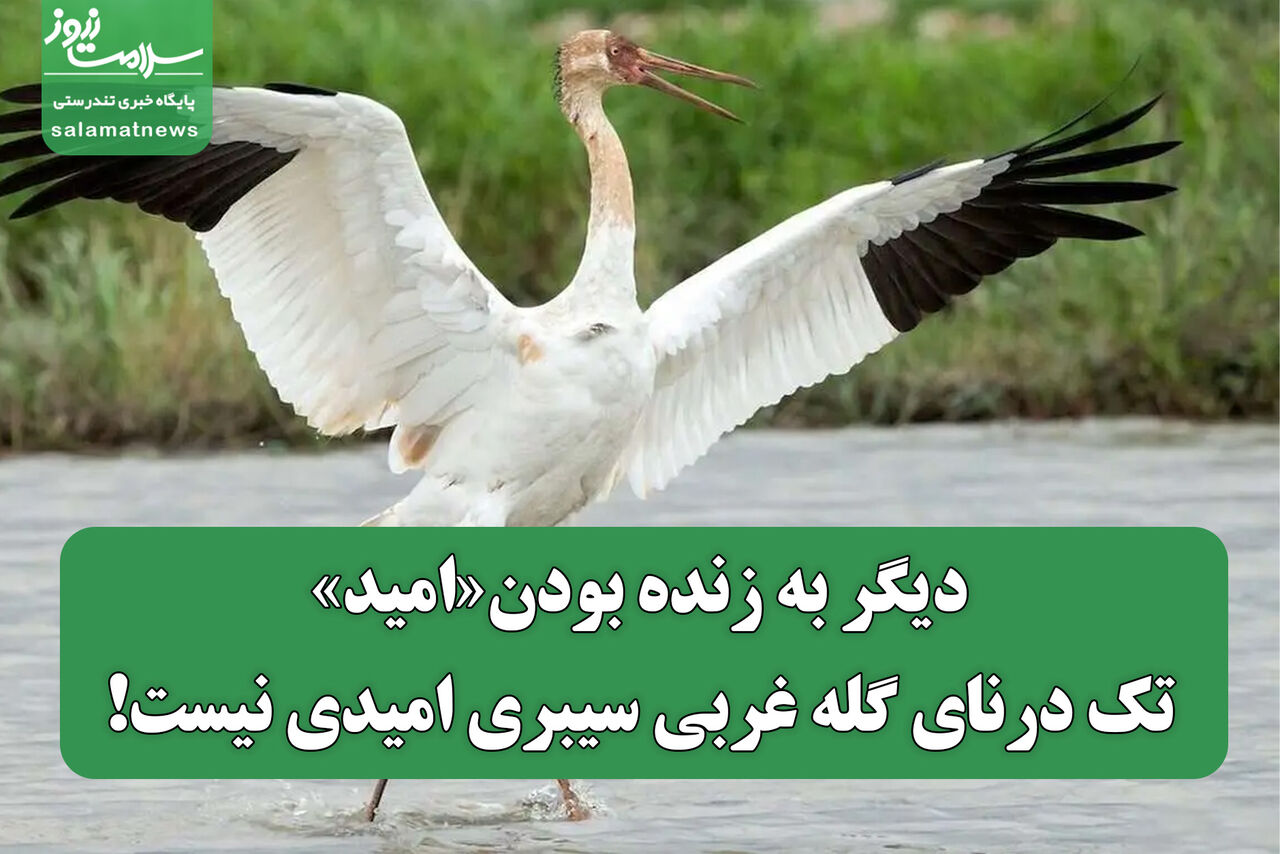  دیگر به زنده بودن«امید» تک درنای گله غربی سیبری امیدی نیست!