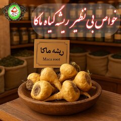 ریشه گیاه ماکا را از کجا تهیه کنیم و چه خواصی دارد؟