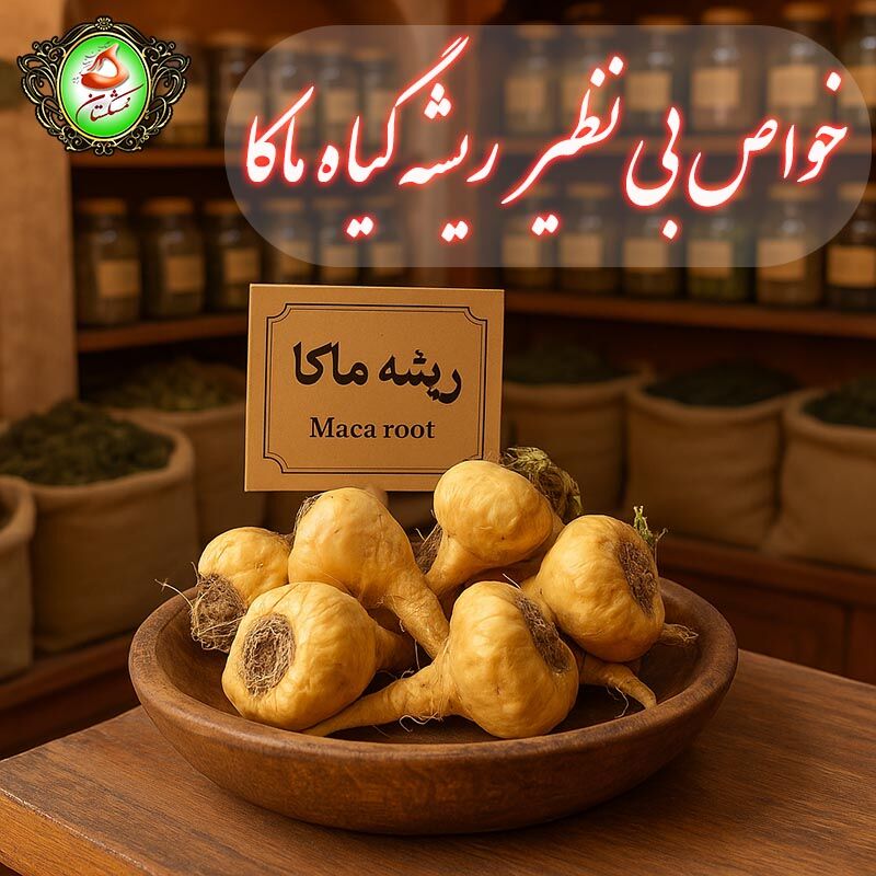 ریشه گیاه ماکا را از کجا تهیه کنیم و چه خواصی دارد؟