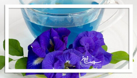 این گیاه دارویی معجزه می‌کند