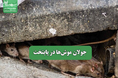 جولان موش‌ها در پایتخت