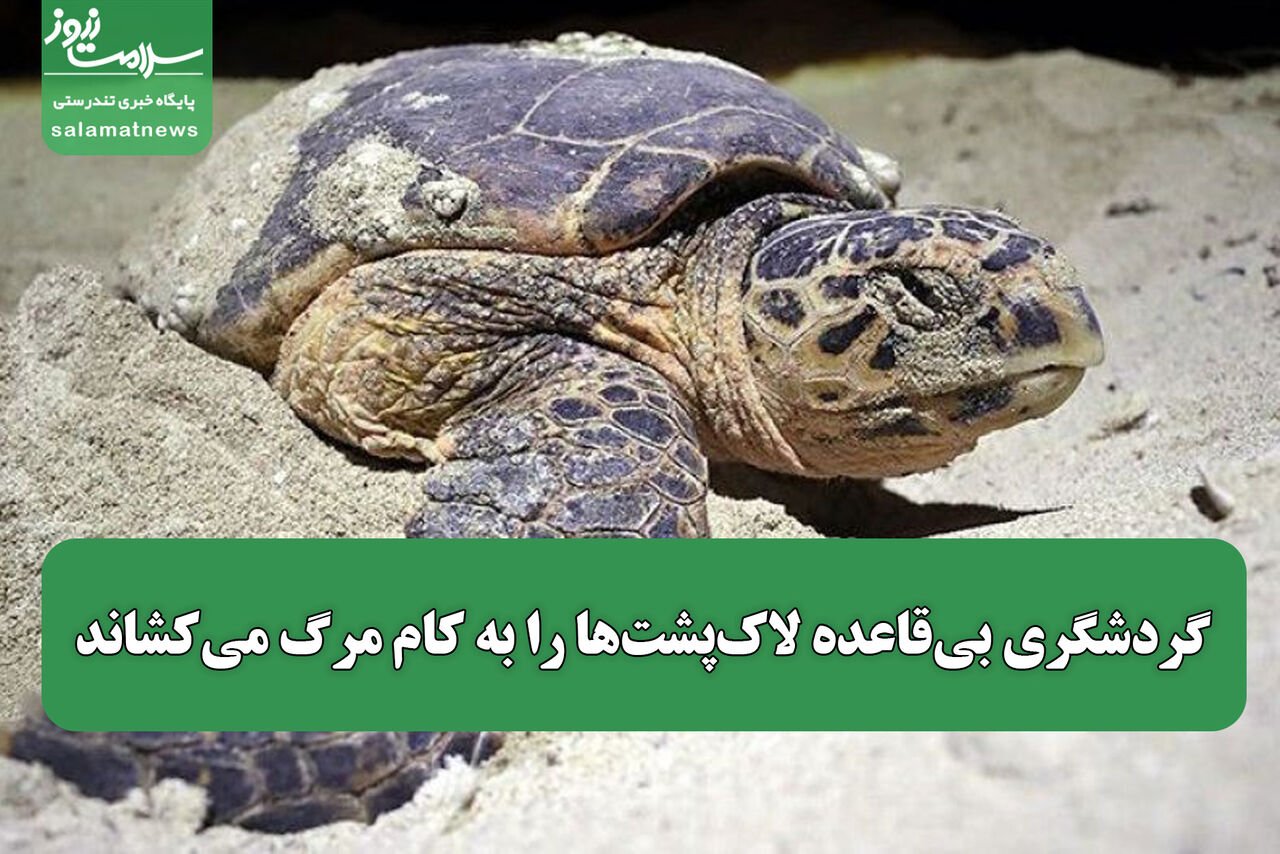 گردشگری بی‌قاعده لاک‌پشت‌ها را به کام مرگ می‌کشاند