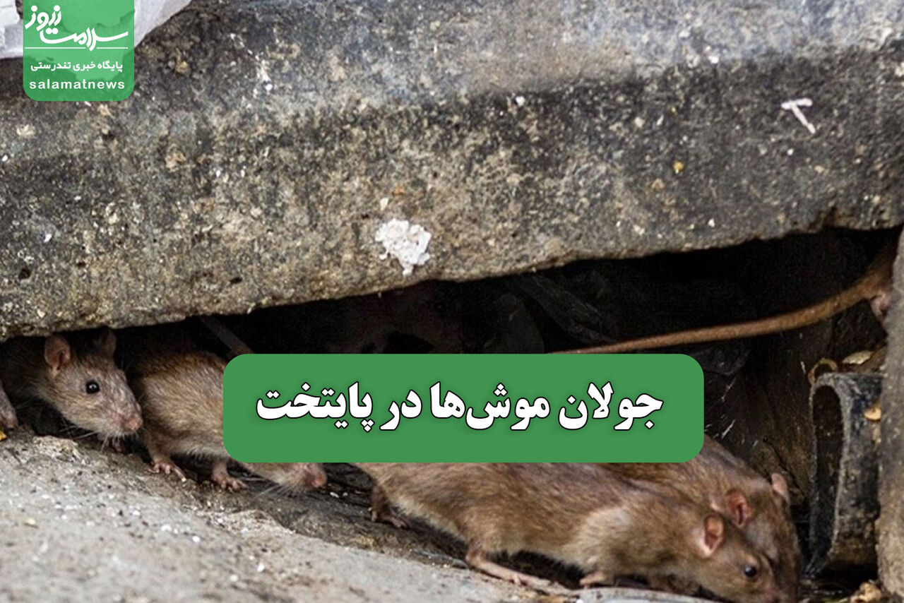جولان موش‌ها در پایتخت